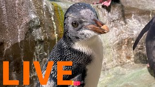 【LIVE配信】ペンギンのエサの時間/成長したキタイワトビペンギンのヒナ