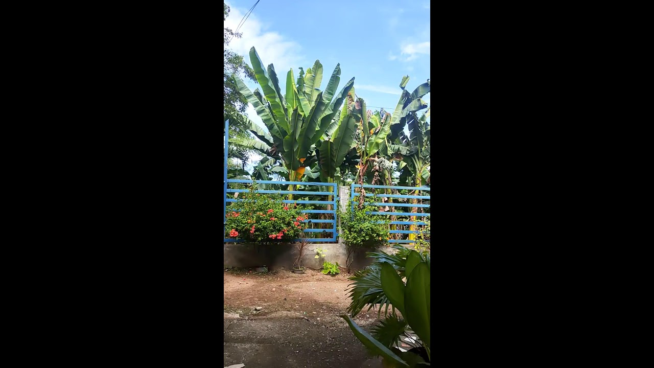 Blessed Sunday ёяшз Youtube