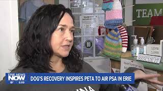 Dog's Recovery Inspires PETA to Air PSA in Erie