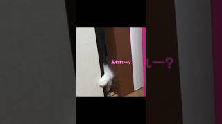 【ラグドール】自分の体の大きさがわからなかった猫　#shorts #猫 #運動神経悪い