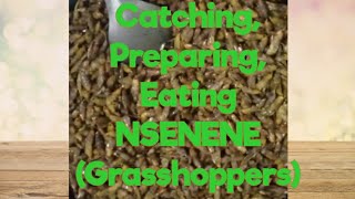 Catch, Prepare and Eat Grasshoppers/NSENENE. My experience!