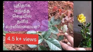 புதிய ரோஜா செடி சீக்கிரம் துளிர் வர 6முக்கிய டிப்ஸ்/roseplant first 1month care/new plant growing