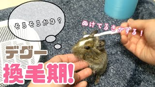 来たのか？換毛期