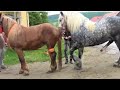 horse-donkey mating,donkey meeting, animal matings,animals mating.video