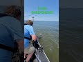 HUGE SHEEPSHEAD ON THE LINE! Fishing at Shell Beach Louisiana. #Sheepshead #shorts #fishing