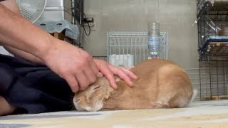 うさぎが懐くと激しく甘えて飼い主から離れなくなります。　(No.817)