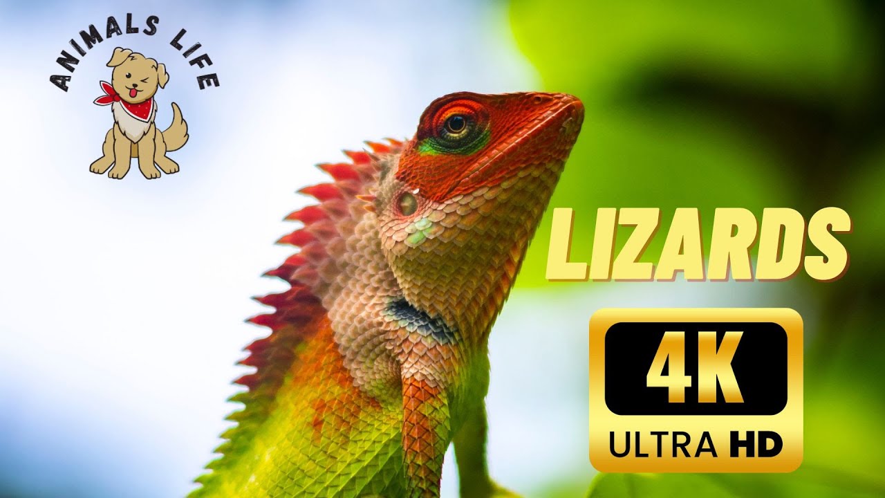Lizards In 4k Wild Life Youtube