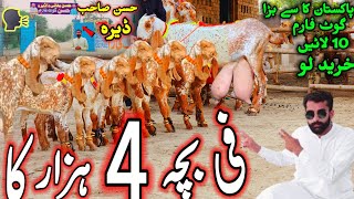 21 January 2025 pakistan ka bada bakri farm visit dera ghazi khan hassan goat farm 03133502828