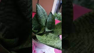 They can't wait to move out | Sansevieria Bird Nest