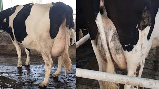 American cows || High yielding Cows , Holstein-Friesian cattle