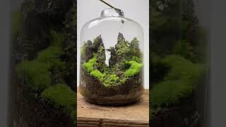 室内山水风光，安排 #大自然的鬼斧神工 #室内景观 #Moss #苔蘚 #Terrarium #微景觀