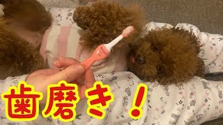 犬の歯磨きはとても大切！毎日の歯磨きTime！【トイプードル】