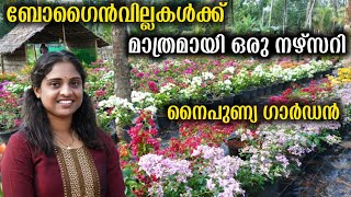 കടലാസ് പൂക്കളുടെ ലോകം | Naipunya Garden | Bougainvillae Plant Care Tips