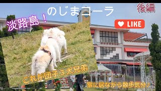 【淡路島　のじまコーラ】　後編　これが団子３犬兄弟！ｗ　家に居ながら散歩気分♪　わた散歩　わたチャンネル