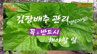 김장배추 정식 20일 꼭 & 반드시 해야할 일.Be sure to take care of cabbage and do what you must do.