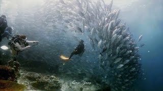 Diving - Semporna Dive Trip Day 2 : Barracuda Point , South Point \u0026 Staghorn Crest 2024.05.30