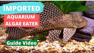 First Video On This Topic || Variety Of Pleco || How To Care 🐟😍