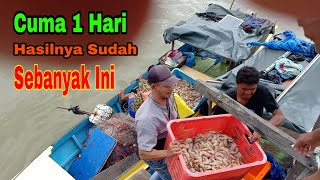 LUAR BIASA!! Inilah hasil tangkapan nelayan udang selama 1 hari