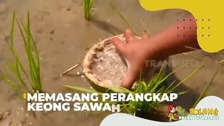 Memasang Perangkap Keong Sawah | SI BOLANG (09/09/22)