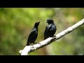 asian glossy starling