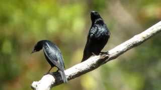 Asian Glossy Starling