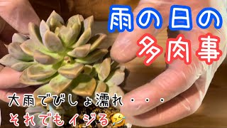 [多肉植物]雨の日でもできる多肉いじり！枯れ葉取りはしないよ