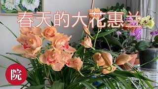 【彬彬有院】花•2022 春天的大花惠兰 //这个春天我不在多伦多，谢谢工程师精心照顾花花们；和大家分享一下我家的大花蕙兰