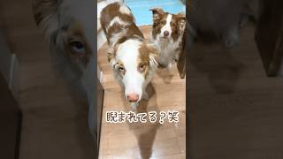 会話ボタンで飼い主と言い合いになる犬😂【オーストラリアンシェパード・ボーダーコリー】#shorts