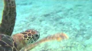 Snorkeling in Miyako-jima, Okinawa, Japan (宮古島 de スノーケリング )