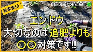 【スナップエンドウ】枯らさないために冬越し前にやるべきこと【有機農家直伝！無農薬で育てる家庭菜園】　24/12/14