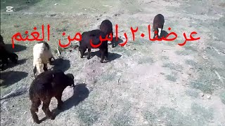 عرضنا اليوم ٢٠راس من المال الحلال اسوان دراو ٢٣/٢