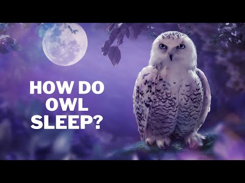 Why do owls sleep upside down?