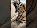 tiger bioga big yawn🥱🤧😳🐯