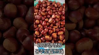 #공주밤 #공주밤판매 구입문의 010 2382 9001 순창상회