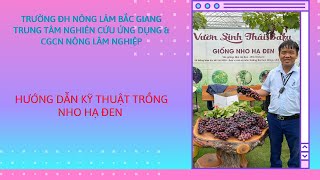 Hướng dẫn kỹ thuật trồng nho Hạ đen - Trường ĐH Nông - Lâm Bắc Giang