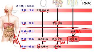 10601高一基礎生物3 2 06消化液如何分解食物一公