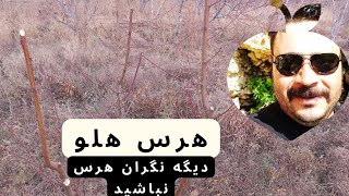 درختان میوه : هرس درخت هلو