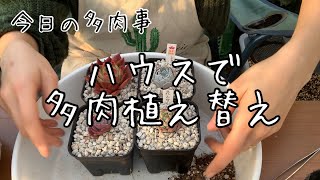 【今日の多肉事】多肉の植え替え