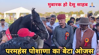 आनदसिंह जी देसु का घोड़ा ओजस बना चैंपियन ॥Jodhpur Horse Show 2023