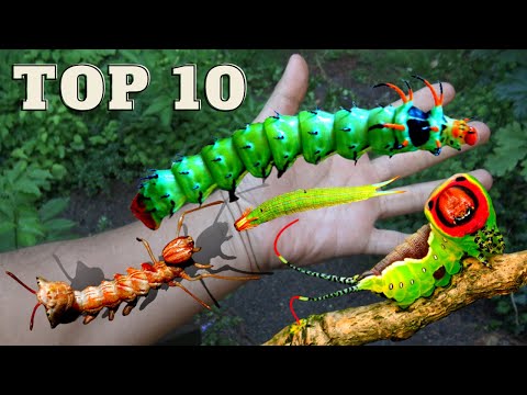 What is the rarest Caterpillar?