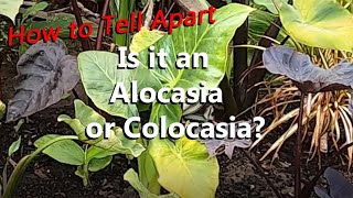 How to Tell an Alocasia from a Colocasia | What Are the Differences Between an Alocasia \u0026 Colocasia