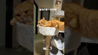 给你们看个好东西！ 记录猫咪日常 猫咪 萌宠出道计划