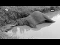 elephant dies of electrocution in pantnagar uttarakhand news