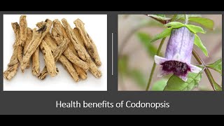 Codonopsis - Poor Mans Ginseng - Benefits