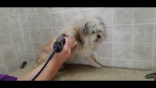 How to groom a lions cut on a Pomeranian /Shih-Tzu, dog grooming