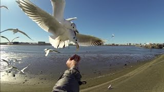 スーパースロー映像　ウミドリのエサやり　捕食の瞬間