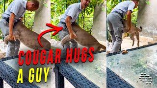 Cougar Rushes Toward Daddy and Hugs Him