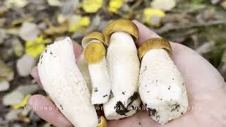 Picking Birch Bolete Finland October 2024