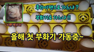 병아리 라켄벨더, 실버브라켈, 라이트브라마 과연 일반 가정에서도 관상닭이 잘 부화 될까?  Chick hatching