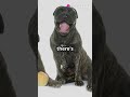 invideo ai 1080 the 7 fiercest dogs in the world 2025 01 17